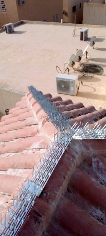 طارد حمام بالرياض