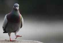 تركيب طارد الحمام