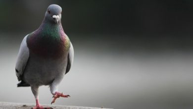 شركه مكافحه حمام بالرياض